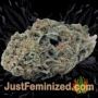 Mr Fix by VIP Seeds Buds Weed Ganja Skunk Pot Reefer Dope Herb Pics Images