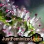 Mr Fix by VIP Seeds THC CBD Close Up Trichomes Potency Yield Indica Sativa Strain Pic Images