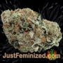 Medical by VIP Seeds Buds Weed Ganja Skunk Pot Reefer Dope Herb Pics Images