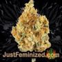 Medical by VIP Seeds Buds Weed Ganja Skunk Pot Reefer Dope Herb Pics Images
