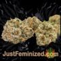 Medical by VIP Seeds Buds Weed Ganja Skunk Pot Reefer Dope Herb Pics Images