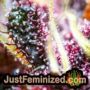 Medical by VIP Seeds THC CBD Close Up Trichomes Potency Yield Indica Sativa Strain Pic Images