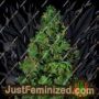Membrana Auto by VIP Seeds Cannabis Seeds For Sale at Just Feminized