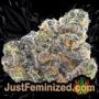 Membrana Auto by VIP Seeds Buds Weed Ganja Skunk Pot Reefer Dope Herb Pics Images