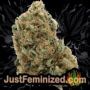 Membrana Auto by VIP Seeds Buds Weed Ganja Skunk Pot Reefer Dope Herb Pics Images