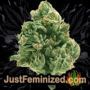 Membrana Auto by VIP Seeds Buds Weed Ganja Skunk Pot Reefer Dope Herb Pics Images