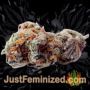 Membrana Auto by VIP Seeds Buds Weed Ganja Skunk Pot Reefer Dope Herb Pics Images