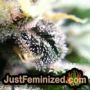 Membrana Auto by VIP Seeds THC CBD Close Up Trichomes Potency Yield Indica Sativa Strain Pic Images