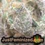 Membrana Auto by VIP Seeds THC CBD Close Up Trichomes Potency Yield Indica Sativa Strain Pic Images