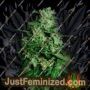 Northern Delights Auto by VIP Seeds Cannabis Seeds For Sale at Just Feminized
