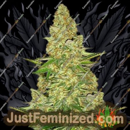 Power VIP by VIP Seeds Cannabis Seeds For Sale at Just Feminized