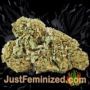 Power VIP by VIP Seeds Buds Weed Ganja Skunk Pot Reefer Dope Herb Pics Images