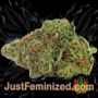 Power VIP by VIP Seeds Buds Weed Ganja Skunk Pot Reefer Dope Herb Pics Images
