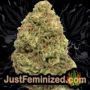 Power VIP by VIP Seeds Buds Weed Ganja Skunk Pot Reefer Dope Herb Pics Images