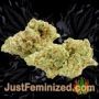 Power VIP by VIP Seeds Buds Weed Ganja Skunk Pot Reefer Dope Herb Pics Images
