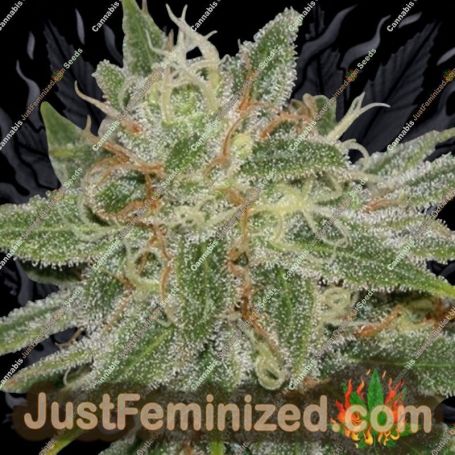 PampleMousse by BC Bud Depot Cannabis Seeds For Sale at Just Feminized