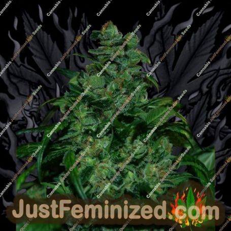 Tank by VIP Seeds Cannabis Seeds For Sale at Just Feminized