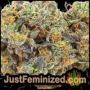 Tank by VIP Seeds Buds Weed Ganja Skunk Pot Reefer Dope Herb Pics Images