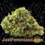 Tank by VIP Seeds Buds Weed Ganja Skunk Pot Reefer Dope Herb Pics Images