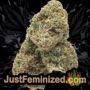 Tank by VIP Seeds Buds Weed Ganja Skunk Pot Reefer Dope Herb Pics Images