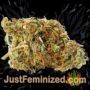 Tank by VIP Seeds Buds Weed Ganja Skunk Pot Reefer Dope Herb Pics Images