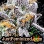 Tank by VIP Seeds THC CBD Close Up Trichomes Potency Yield Indica Sativa Strain Pic Images