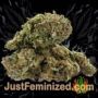 Torpedo by VIP Seeds Buds Weed Ganja Skunk Pot Reefer Dope Herb Pics Images