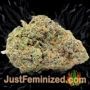 Torpedo by VIP Seeds Buds Weed Ganja Skunk Pot Reefer Dope Herb Pics Images