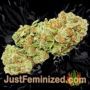 Torpedo by VIP Seeds Buds Weed Ganja Skunk Pot Reefer Dope Herb Pics Images