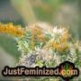 Torpedo by VIP Seeds THC CBD Close Up Trichomes Potency Yield Indica Sativa Strain Pic Images