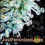Torpedo by VIP Seeds THC CBD Close Up Trichomes Potency Yield Indica Sativa Strain Pic Images