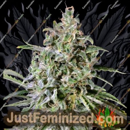 Viagrra by VIP Seeds Cannabis Seeds For Sale at Just Feminized