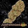 Viagrra by VIP Seeds Buds Weed Ganja Skunk Pot Reefer Dope Herb Pics Images