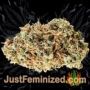 Viagrra by VIP Seeds Buds Weed Ganja Skunk Pot Reefer Dope Herb Pics Images