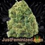 Viagrra by VIP Seeds Buds Weed Ganja Skunk Pot Reefer Dope Herb Pics Images