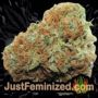 Viagrra by VIP Seeds Buds Weed Ganja Skunk Pot Reefer Dope Herb Pics Images
