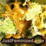 Viagrra by VIP Seeds THC CBD Close Up Trichomes Potency Yield Indica Sativa Strain Pic Images