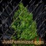 VIP Dwarf Auto by VIP Seeds Cannabis Seeds For Sale at Just Feminized