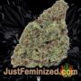 VIP Dwarf Auto by VIP Seeds Buds Weed Ganja Skunk Pot Reefer Dope Herb Pics Images
