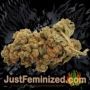 VIP Dwarf Auto by VIP Seeds Buds Weed Ganja Skunk Pot Reefer Dope Herb Pics Images