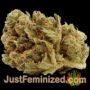 VIP Dwarf Auto by VIP Seeds Buds Weed Ganja Skunk Pot Reefer Dope Herb Pics Images