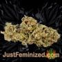 VIP Dwarf Auto by VIP Seeds Buds Weed Ganja Skunk Pot Reefer Dope Herb Pics Images
