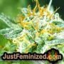 VIP Dwarf Auto by VIP Seeds THC CBD Close Up Trichomes Potency Yield Indica Sativa Strain Pic Images