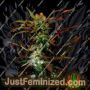 VIP Haze by VIP Seeds Cannabis Seeds For Sale at Just Feminized