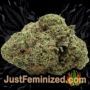 VIP Haze by VIP Seeds Buds Weed Ganja Skunk Pot Reefer Dope Herb Pics Images