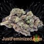 VIP Haze by VIP Seeds Buds Weed Ganja Skunk Pot Reefer Dope Herb Pics Images