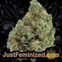 VIP Haze by VIP Seeds Buds Weed Ganja Skunk Pot Reefer Dope Herb Pics Images