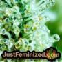 VIP Haze by VIP Seeds THC CBD Close Up Trichomes Potency Yield Indica Sativa Strain Pic Images