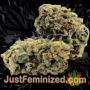 White Spanish by VIP Seeds Buds Weed Ganja Skunk Pot Reefer Dope Herb Pics Images