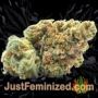White Spanish by VIP Seeds Buds Weed Ganja Skunk Pot Reefer Dope Herb Pics Images